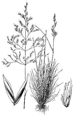 Tufted Hairgrass(Deschampsia caespitosa)