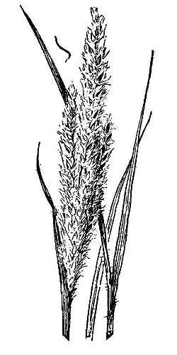 Arizona Cottontop(Digitaria californica)