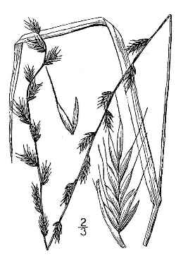 Italian ryegrass, Annual ryegrass(Lolium perenne ssp. multiflorum )