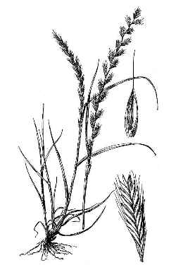 Italian ryegrass, Annual ryegrass(Lolium perenne ssp. multiflorum )