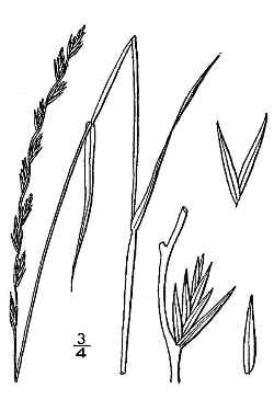 Italian ryegrass, Annual ryegrass(Lolium perenne ssp. perenne )