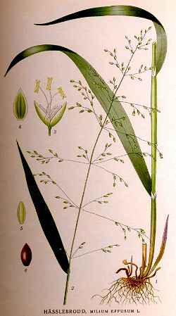 Golden Millet Grass(Milium effusum 'Aureum')