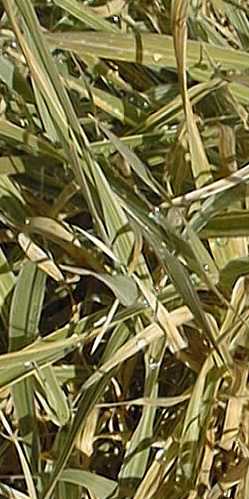 Eulalia Grass(Miscanthus sinensis)