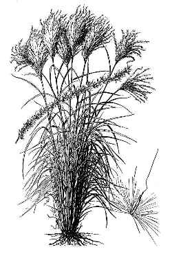 Eulalia Grass(Miscanthus sinensis)