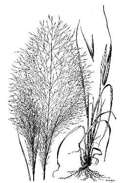 Muhly Grass(Muhlenbergia capillaris)