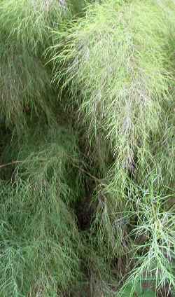Bamboo Muhly, Faury Bamboo(Muhlenbergia dumosa)