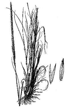 Deer Grass(Muhlenbergia rigens)