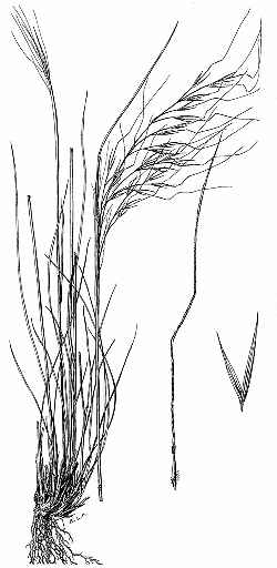 Purple Tussock Grass, Purple Needle Grass(Nassella pulchra)