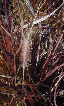 Fountain Grass(Pennisetum setaceum ssp. cupreum )