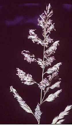 Reed Canarygrass, Ribbon Grass(Phalaris arundinacea)