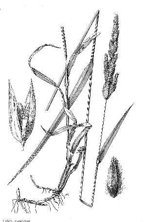 Reed Canarygrass, Ribbon Grass(Phalaris arundinacea)