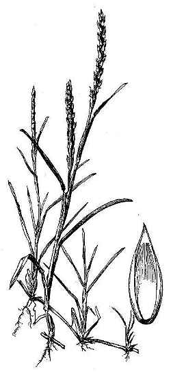 St. Augustine grass, Buffalo Grass(Stenotaphrum secundatum)