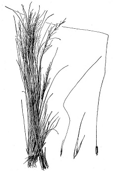 Mexican Thread Grass, Pony Tail(Nassella tenuissima)