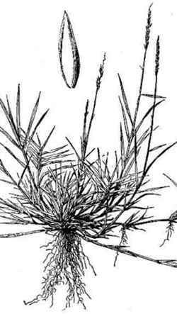 Manila Grass(Zoysia matrella)