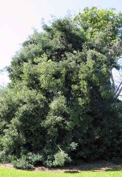 East African Yellow Wood(Podocarpus usambarensis )