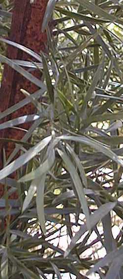 Fern Pine(Afrocarpus gracilior)