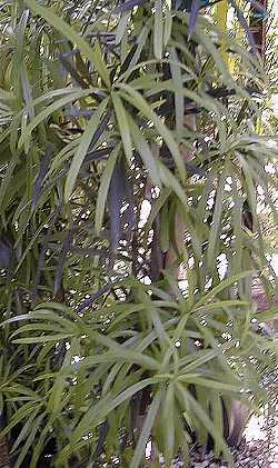 Yew Pine(Podocarpus macrophyllus)