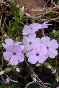 (Phlox caespitosa)