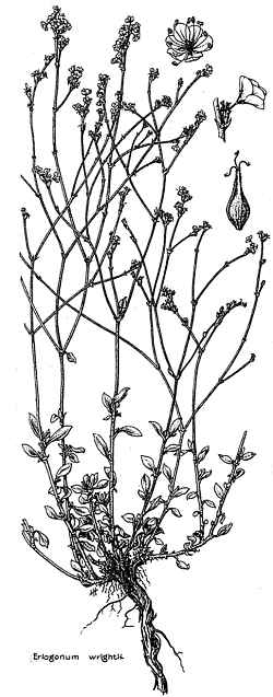 Bastard Sage, Wright's Buckwheat, Woolly Buckwheat(Eriogonum wrightii)