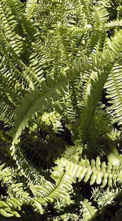 Sword fern, Boston Fern (Nephrolepis exaltata)