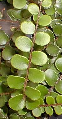 Roundleaf Fern (Pellaea rotundifolia)