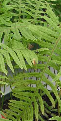 Green Caterpillar Fern(Polypodium formosanum)