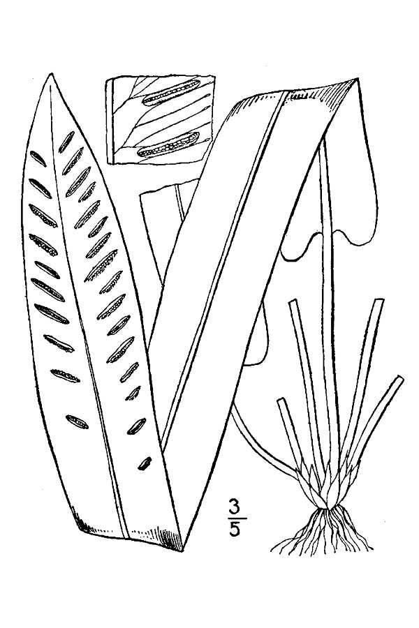 Asplenium scolopendrium var. americanum