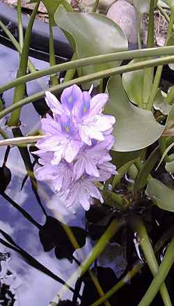 Water Hyacinth(Eichhornia crassipes)