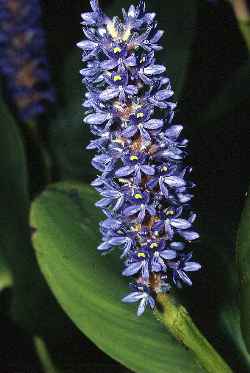 Pickerel Weed(Pontederia cordata)