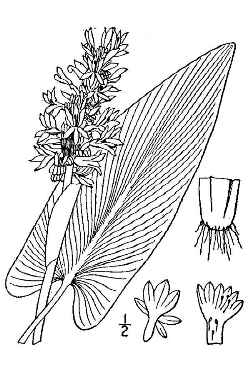 Pickerel Weed(Pontederia cordata)