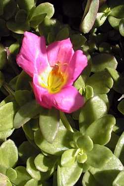 Common Purslane(Portulaca oleracea)
