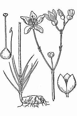 Largeflower Fameflower(Talinum calycinum)