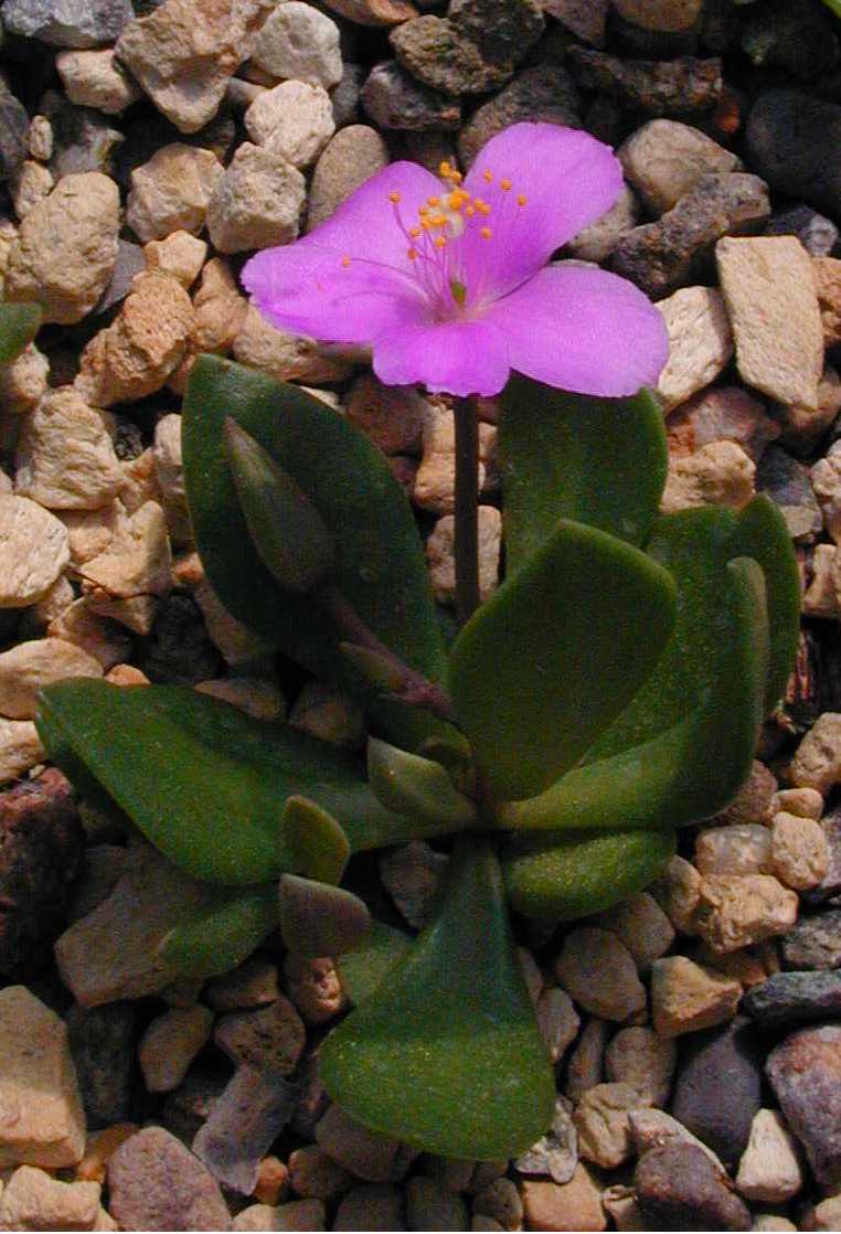 Anacampseros vulcanensis