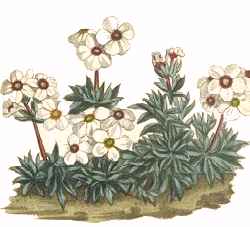 Sweetflower Rockjasmine(Androsace chamaejasme)