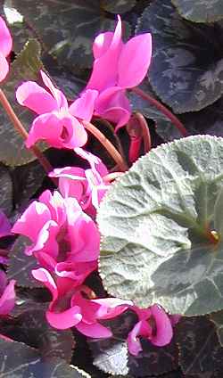 Florists Cyclamen(Cyclamen persicum)