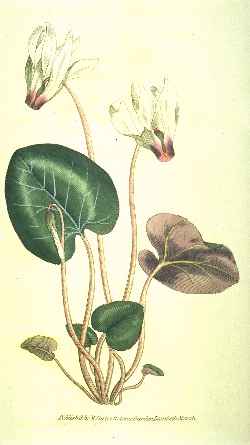 Florists Cyclamen(Cyclamen persicum)