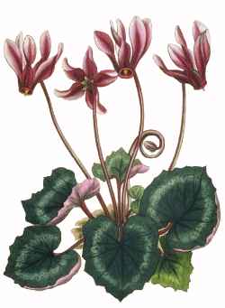 (Cyclamen repandum)