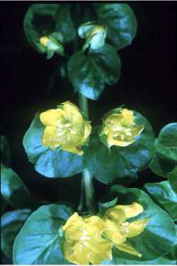 Moneywort, Creeping Jenny(Lysimachia nummularia)