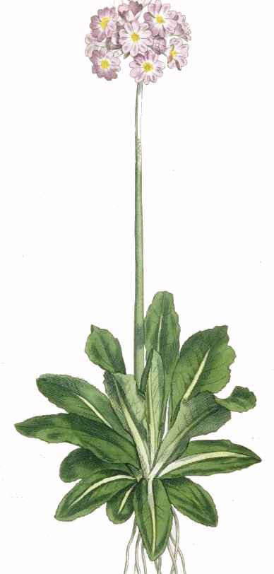 Bears Ear, Auricula(Primula auricula)