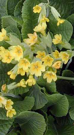 Oxlip(Primula elatior)