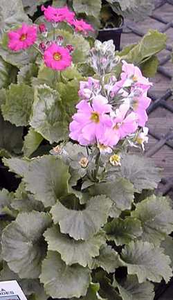 Fairy Primrose, Baby Primrose(Primula malacoides)