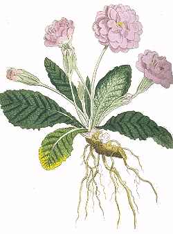 English Primrose(Primula vulgaris)