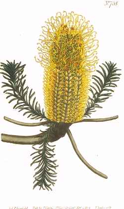 Heath Banksia(Banksia ericifolia)