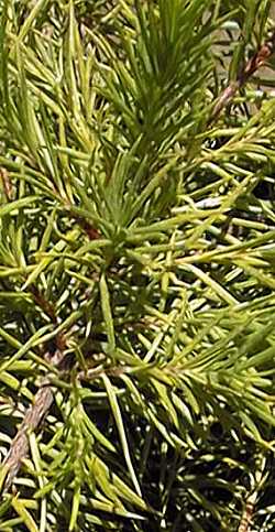 (Grevillea 'Noellii')