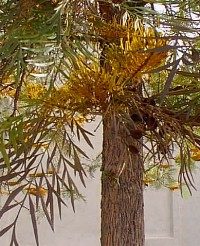 Silk Oak(Grevillea robusta)