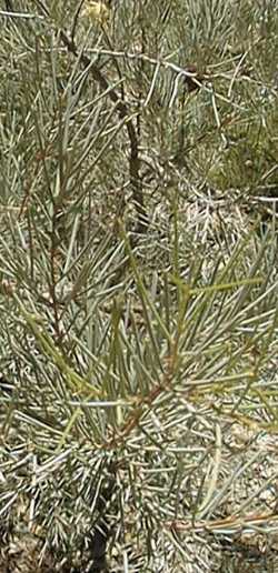 Elm Seed Hakea(Hakea cycloptera)