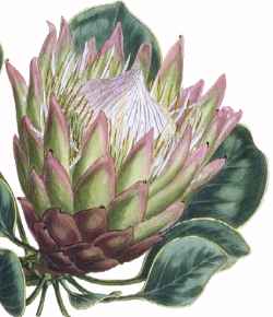 King Protea(Protea cynaroides)