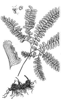 Five-Finger Fern, Aleutian Maidenhair(Adiantum aleuticum)
