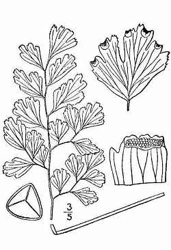 Common Maidenhair(Adiantum capillus-veneris)