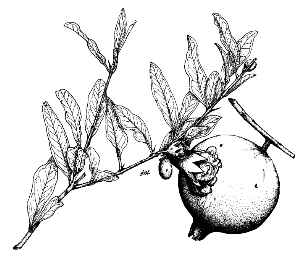 Pomegranate, Granada(Punica granatum)